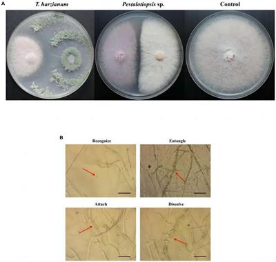 Biocontrol fungi induced stem-base rot disease resistance of Morinda officinalis How revealed by transcriptome analysis